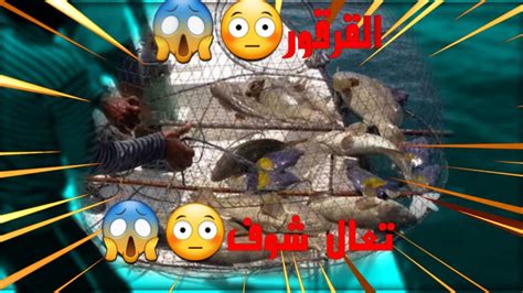 اغلق زميل القبول  معلومات عن سمك قراقير وطريقة عمله بأكثر من وصفة - أسماك العرب